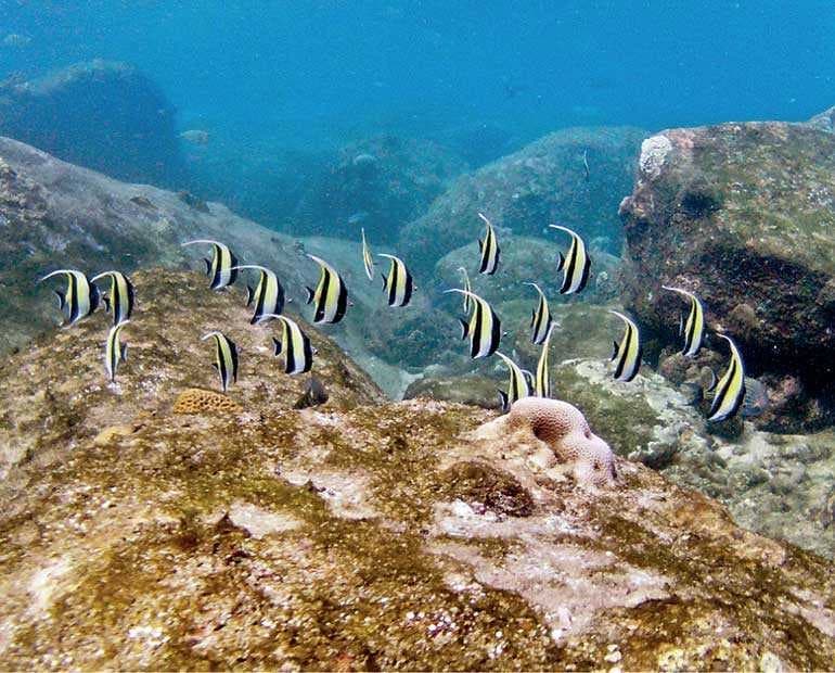 Snorkeling & Diving