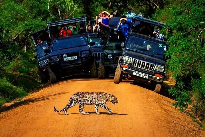 Go on a Safari